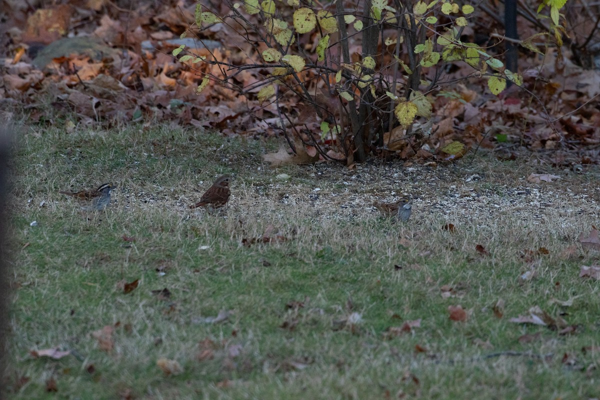Fox Sparrow - ML645508491