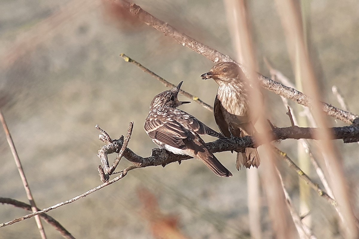 Spotted Flycatcher - ML645508495