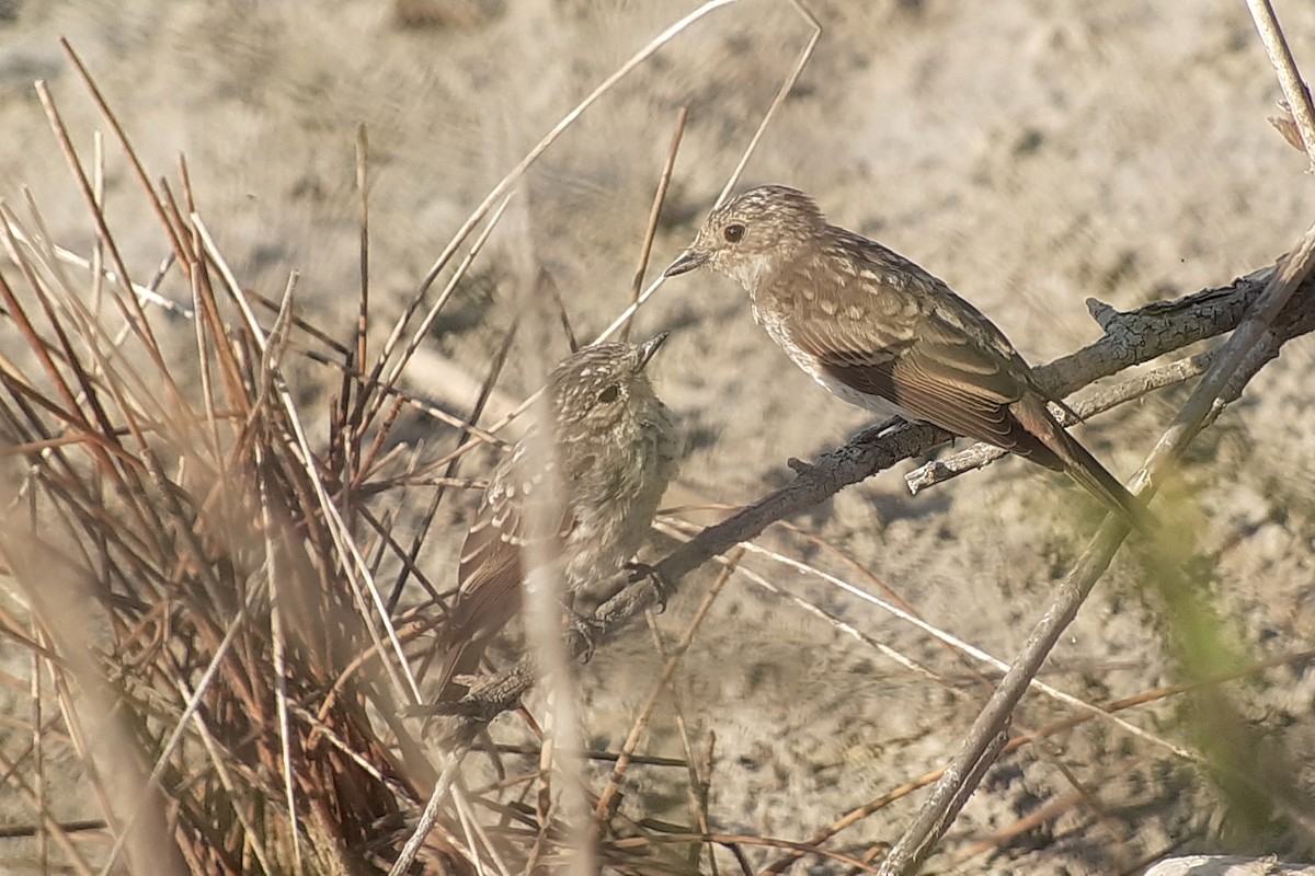 Spotted Flycatcher - ML645508496
