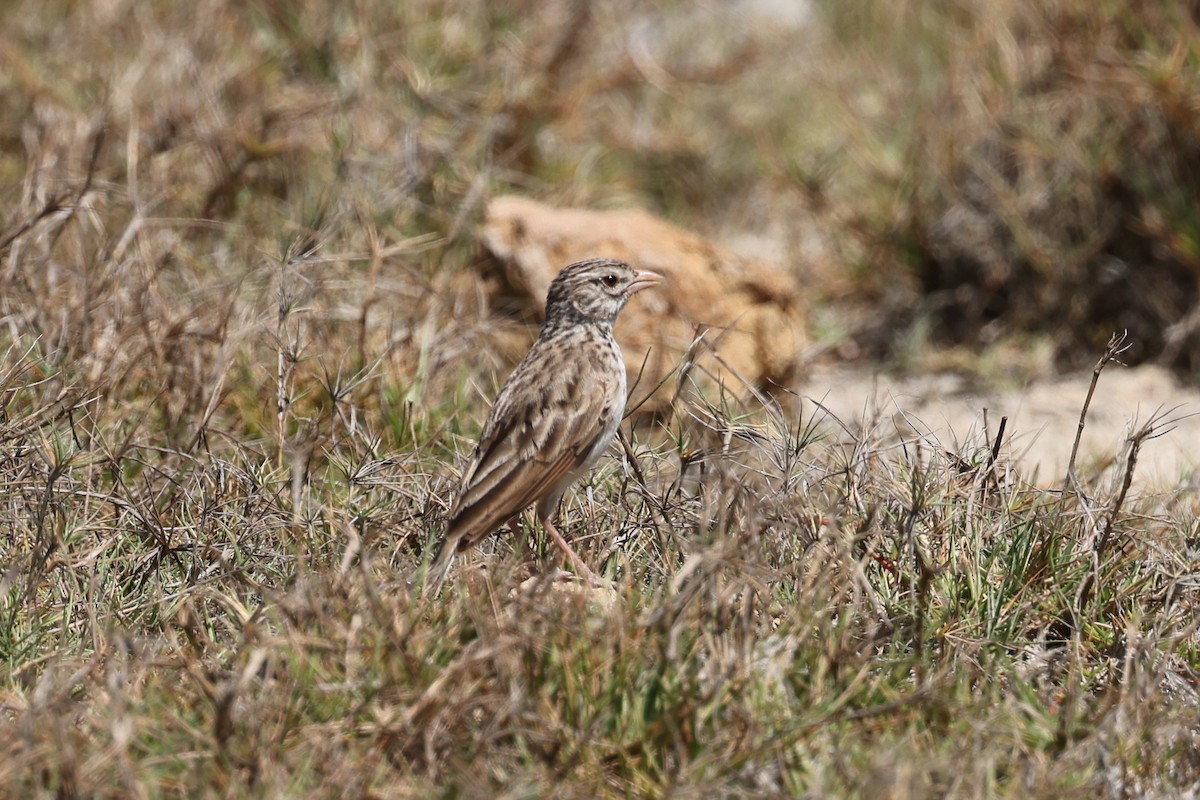 Madagascar Lark - ML645508501