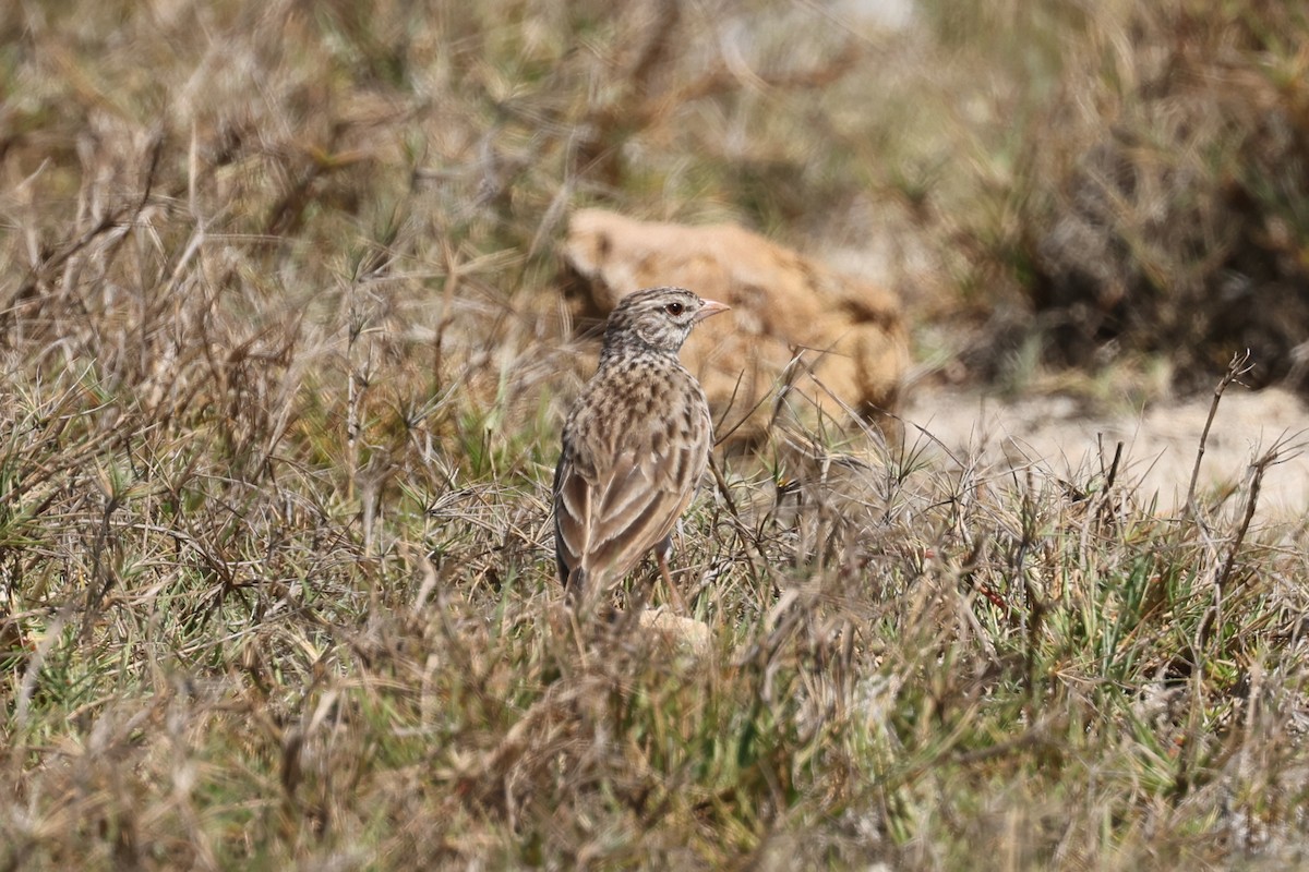 Madagascar Lark - ML645508502