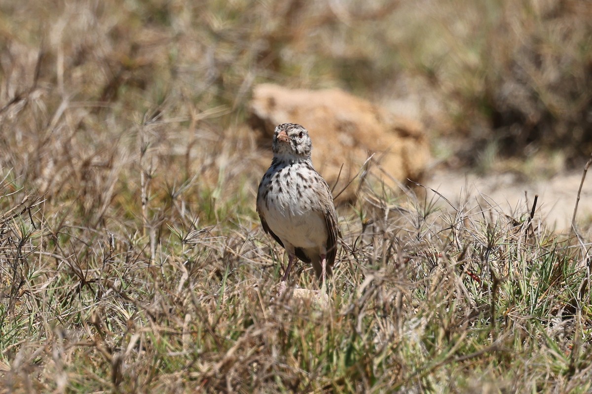 Madagascar Lark - ML645508504