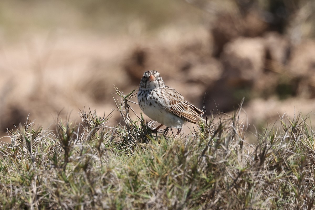 Madagascar Lark - ML645508507