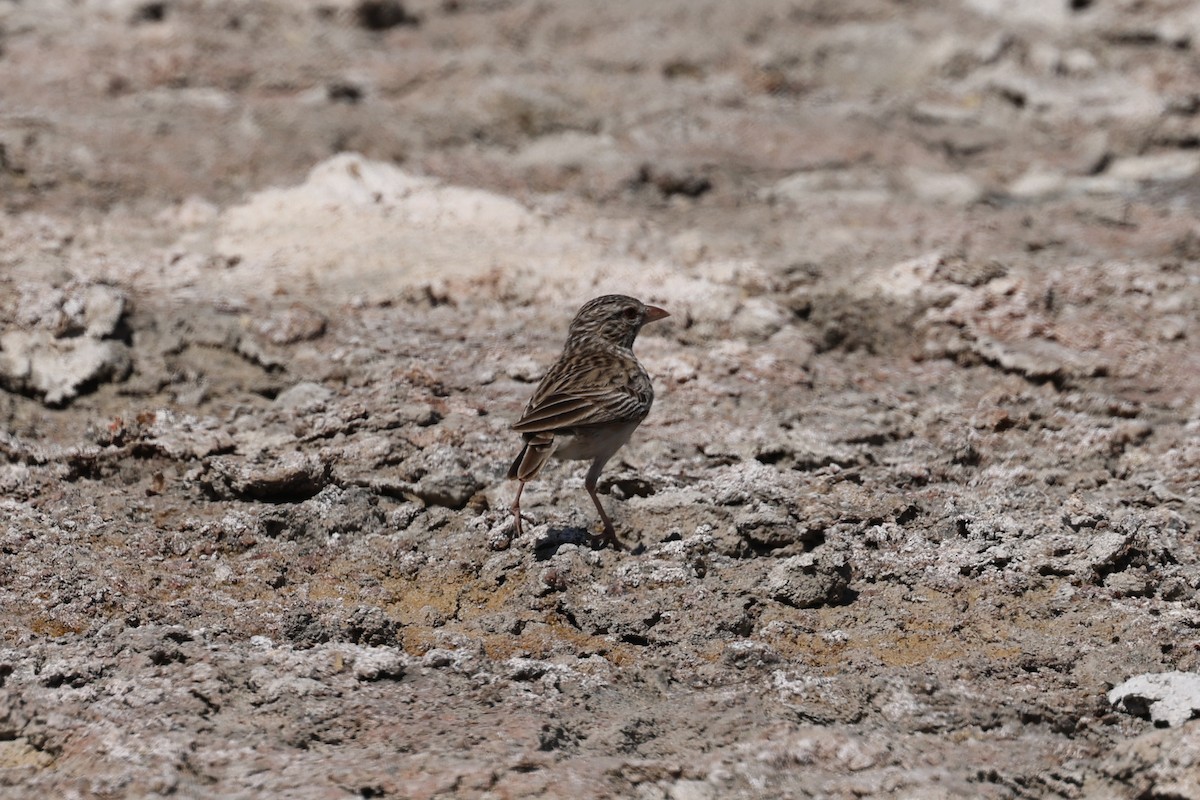 Madagascar Lark - ML645508508