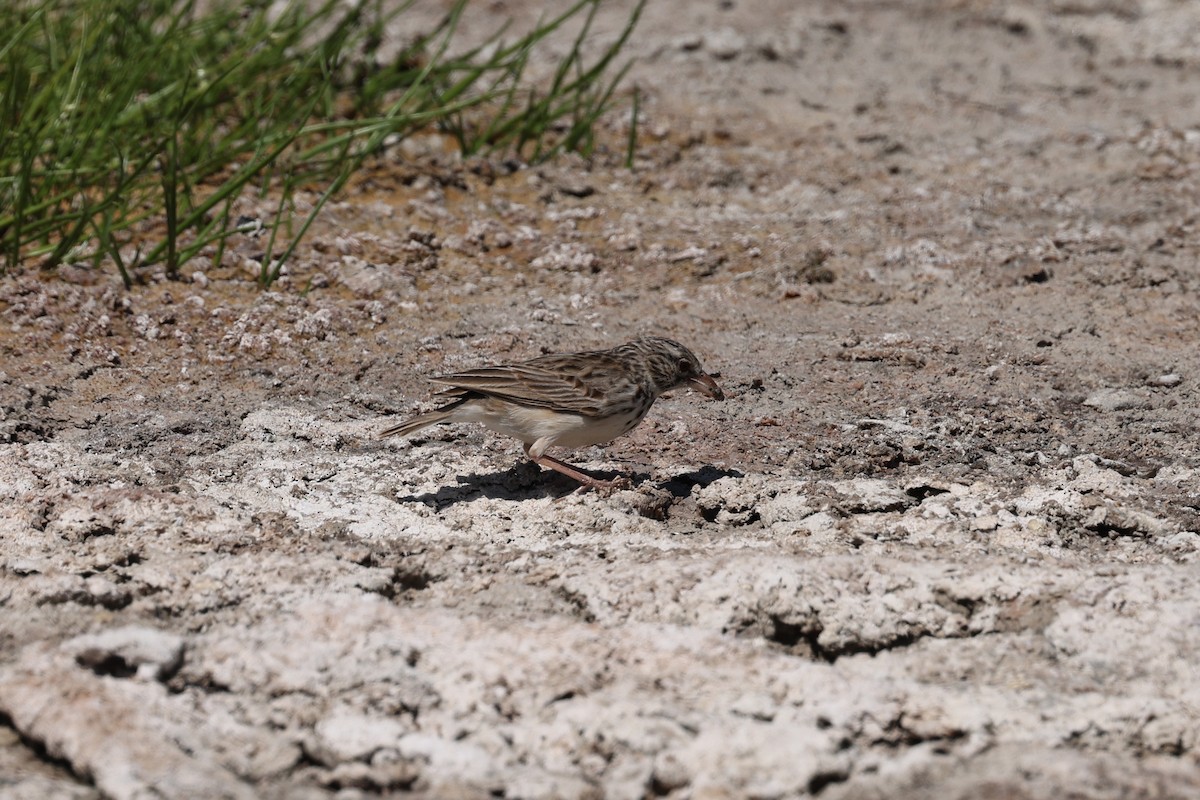 Madagascar Lark - ML645508509