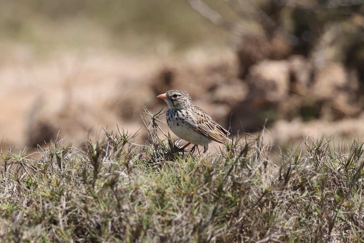 Madagascar Lark - ML645508510
