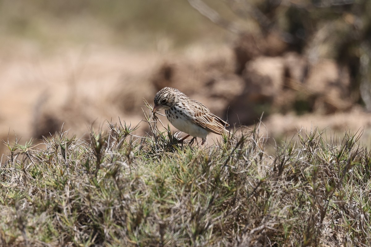 Madagascar Lark - ML645508511