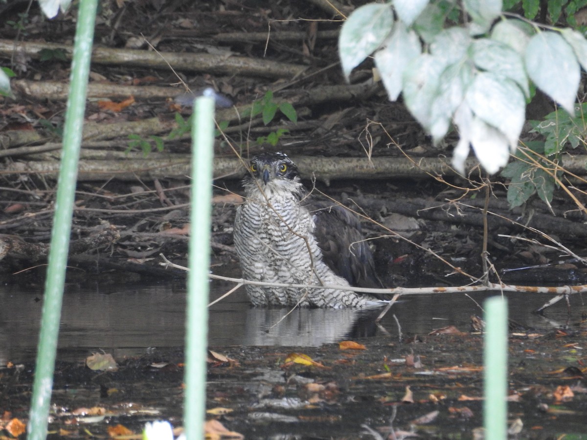 蒼鷹 - ML645508514