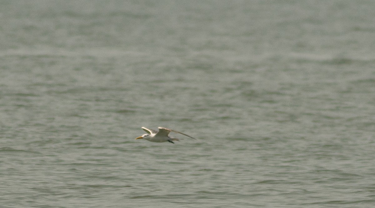 Great Crested Tern - ML645508538
