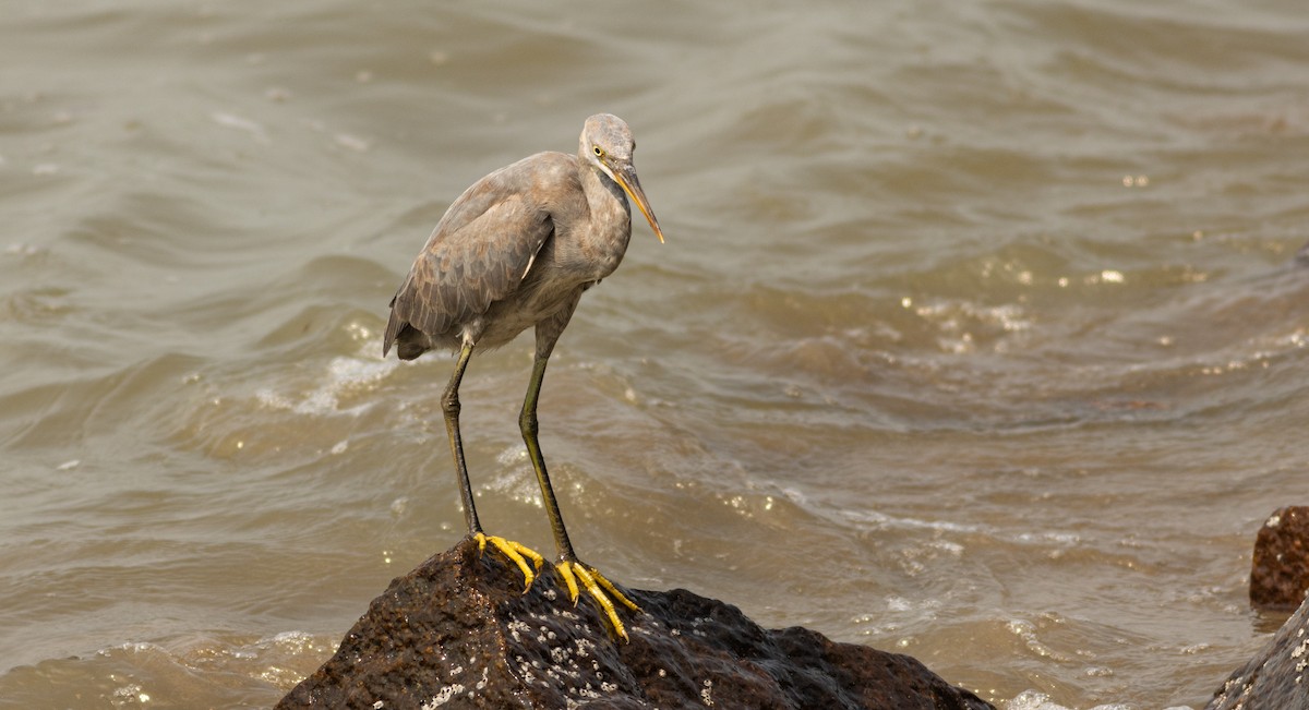 Western Reef-Heron - ML645508542