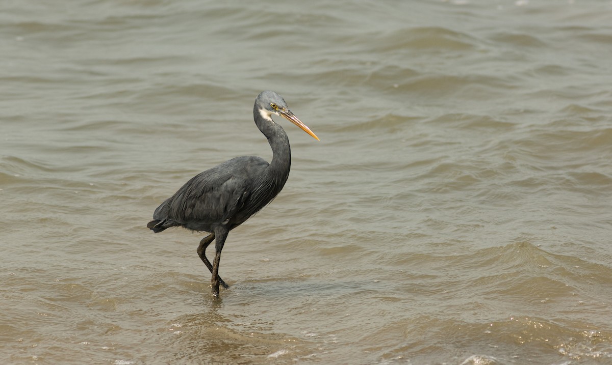 Western Reef-Heron - ML645508543