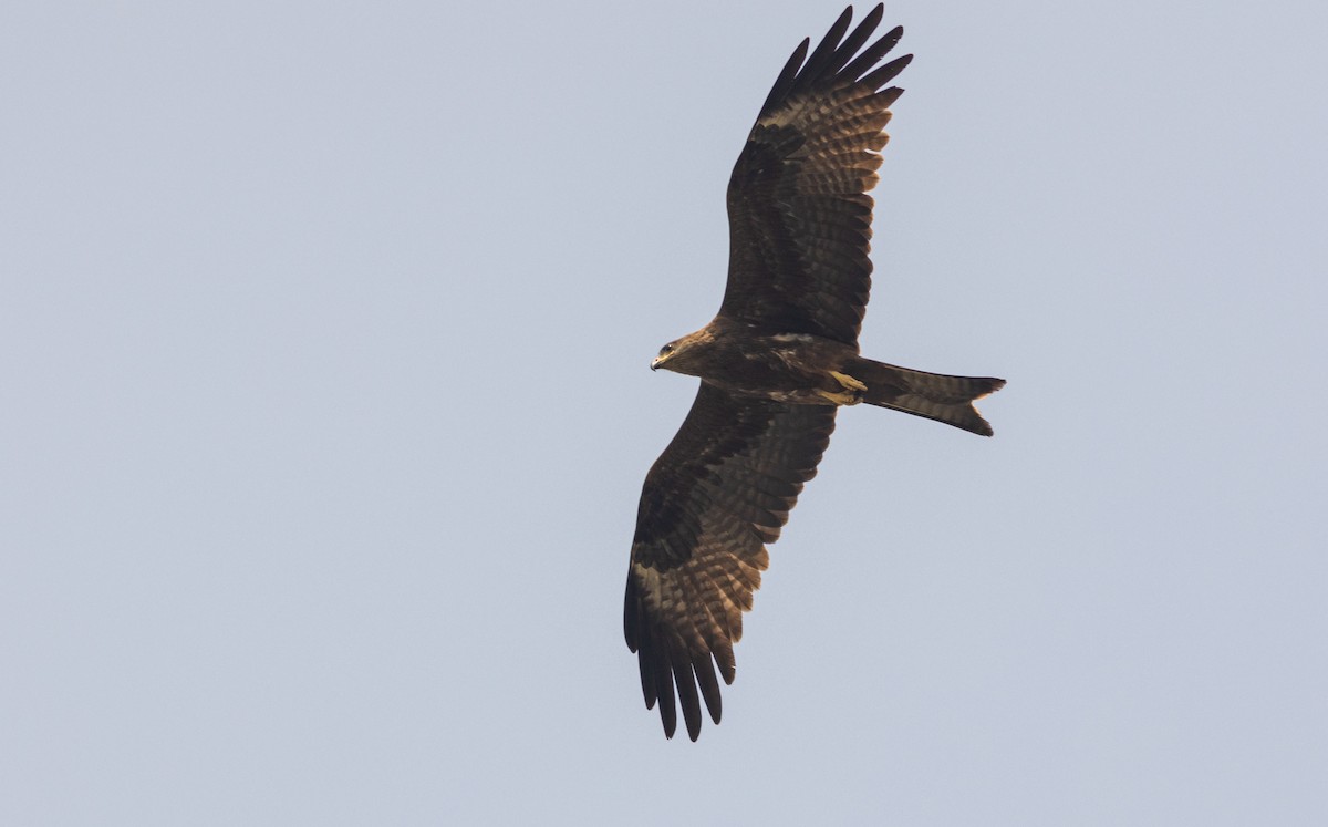Black Kite - ML645508549