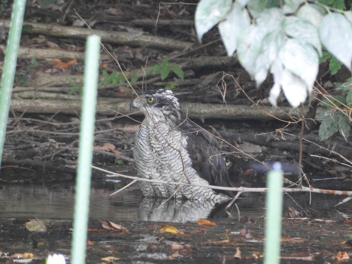 蒼鷹 - ML645508562