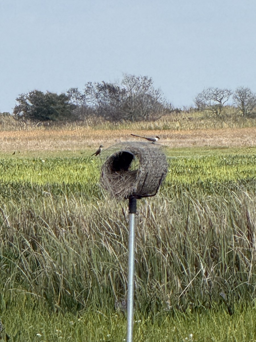 Fork-tailed Flycatcher - ML645508569