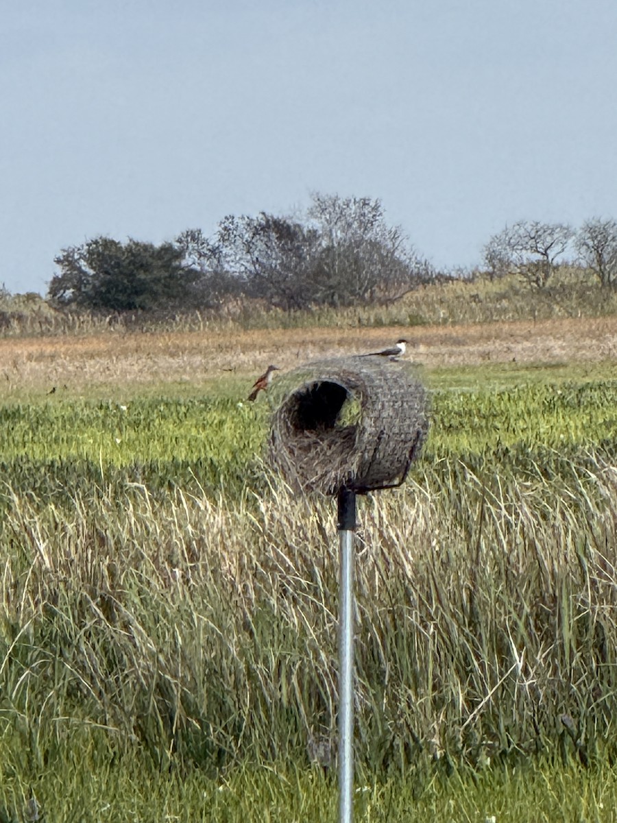 Fork-tailed Flycatcher - ML645508570