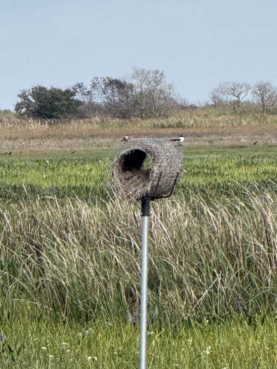 Fork-tailed Flycatcher - ML645508571