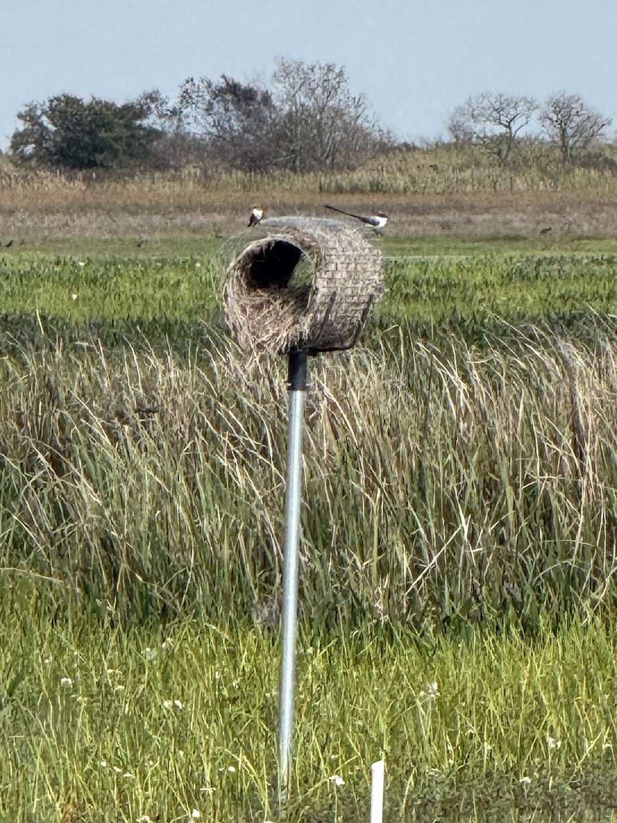 Fork-tailed Flycatcher - ML645508572