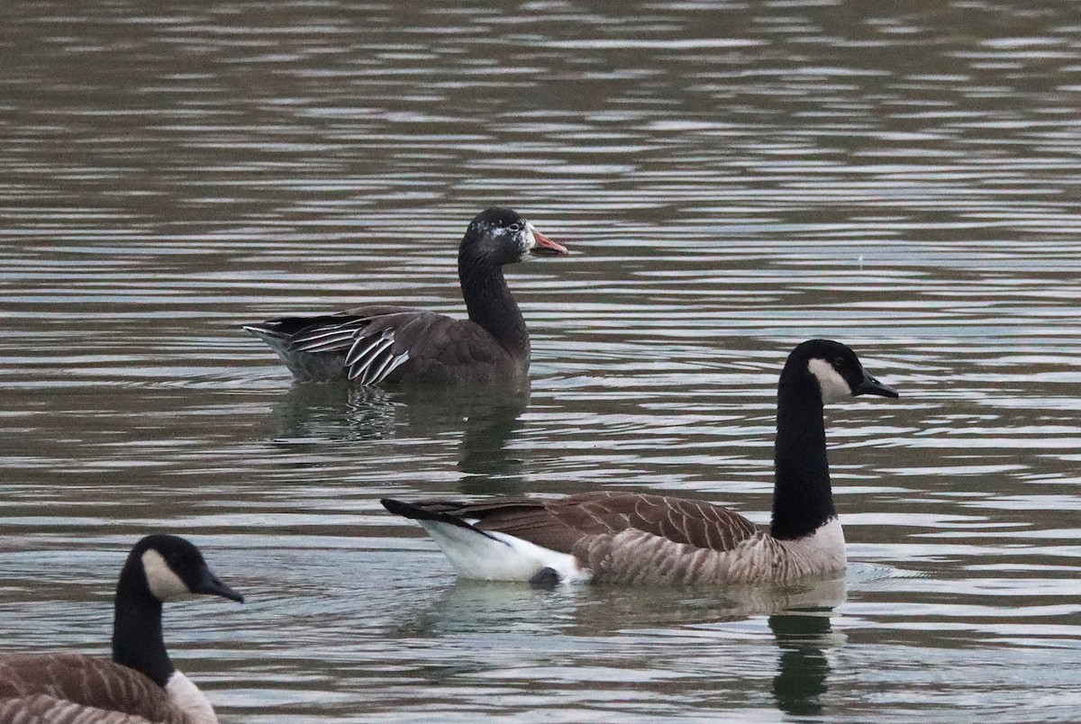 Snow Goose - ML645508574