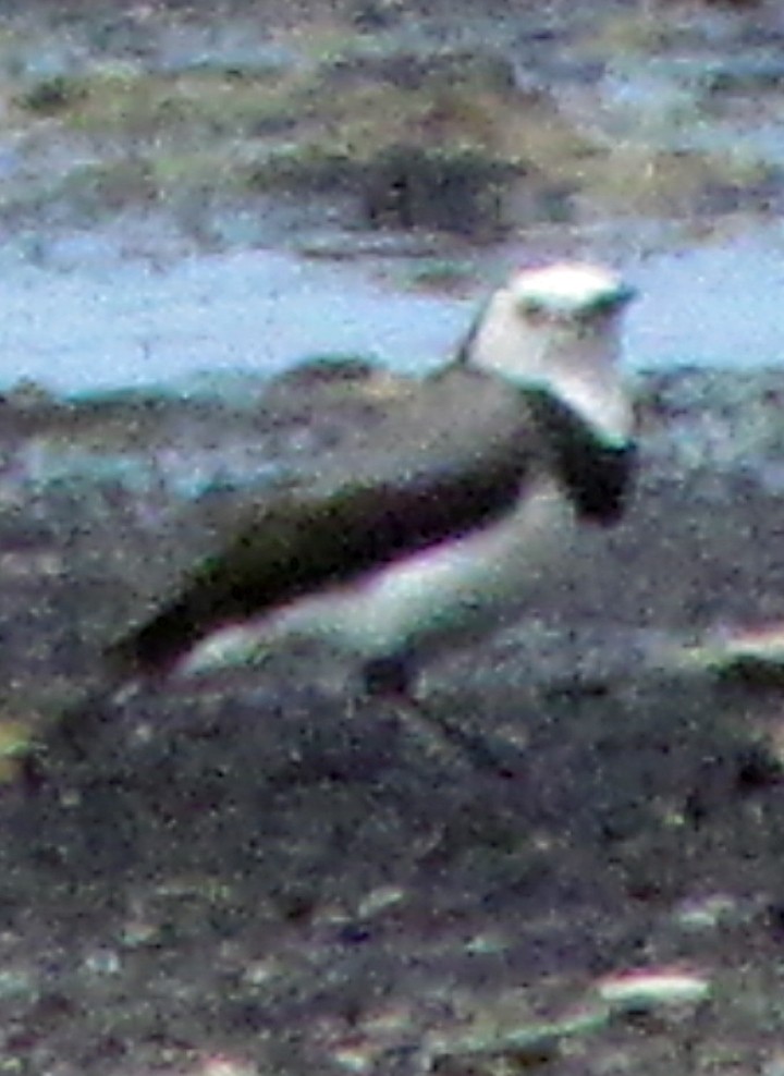 White-fronted Chat - ML645508579