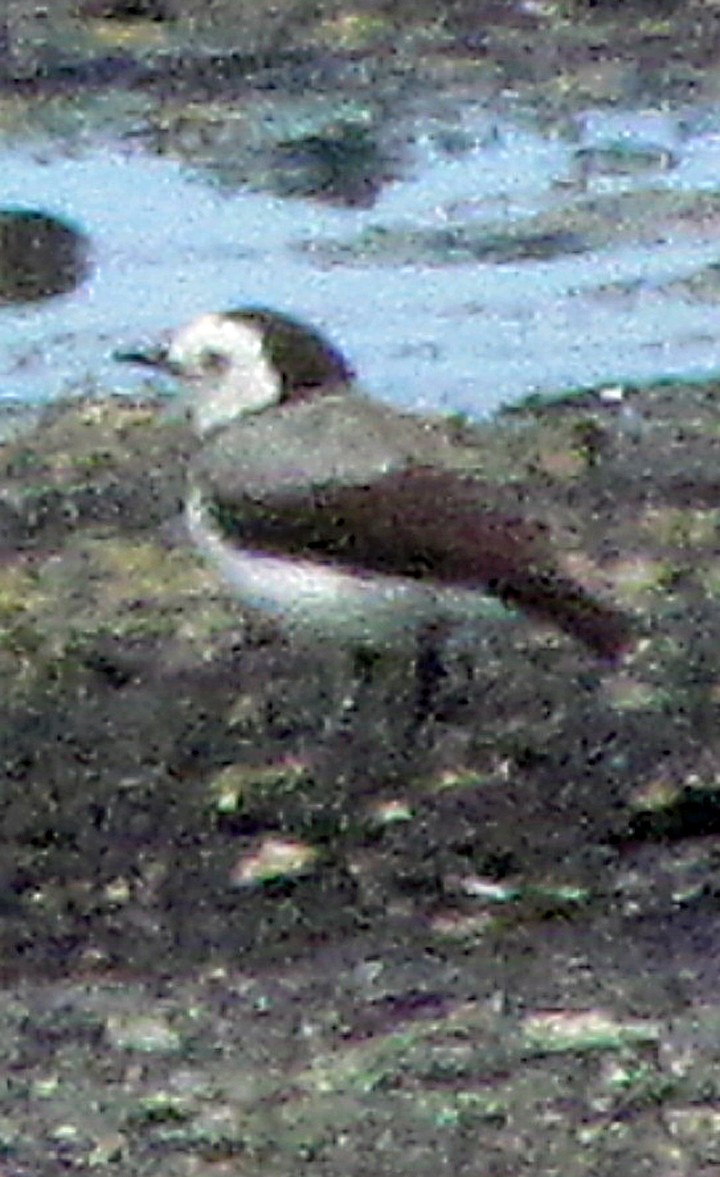 White-fronted Chat - ML645508580