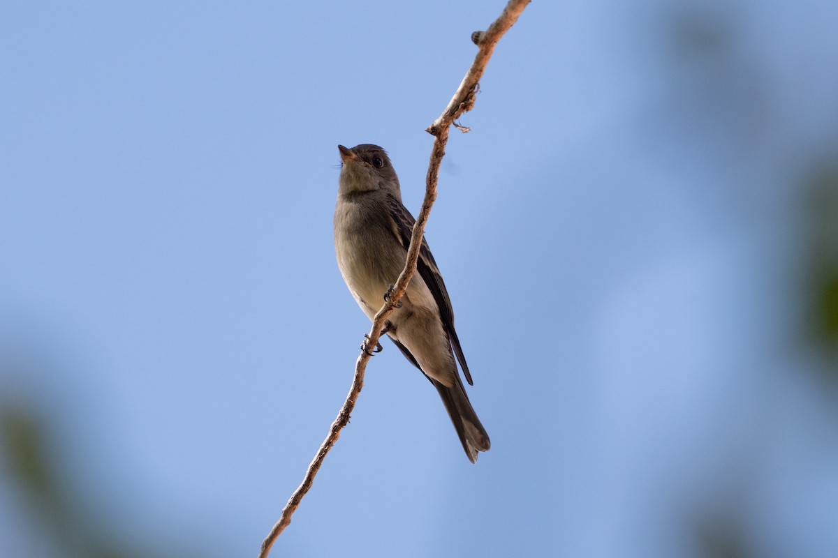 Western Wood-Pewee - ML645508581