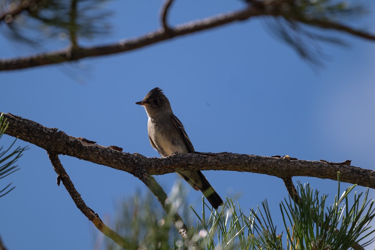Western Wood-Pewee - ML645508583
