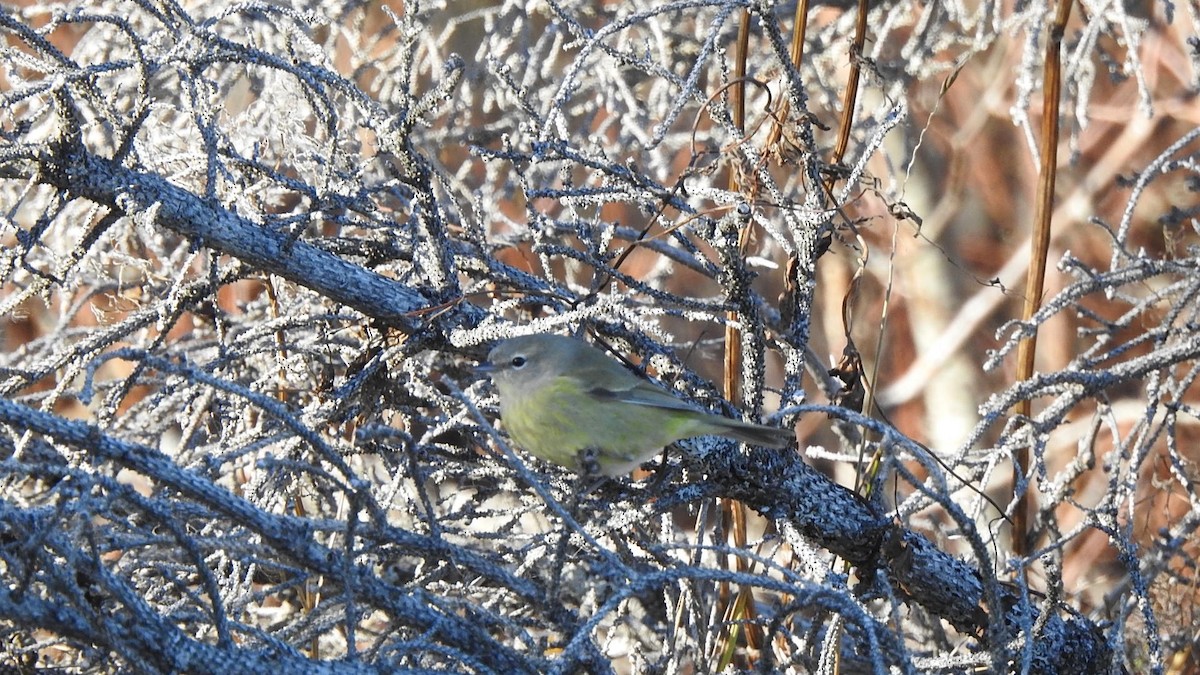 Orange-crowned Warbler - ML645508586