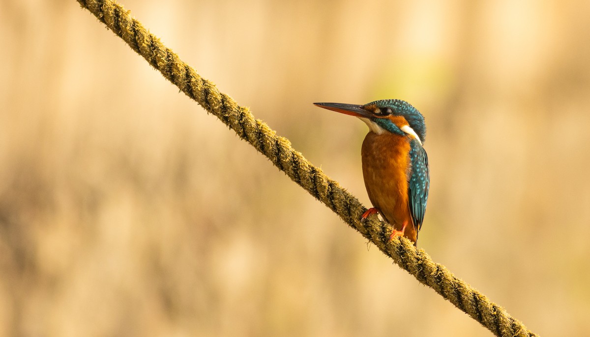 Common Kingfisher - ML645508588