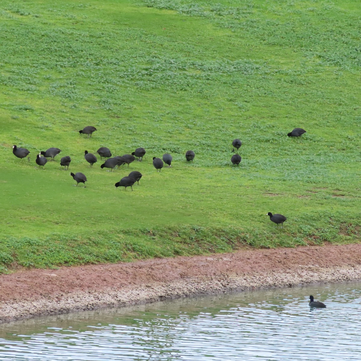 Лиска американська - ML645508601