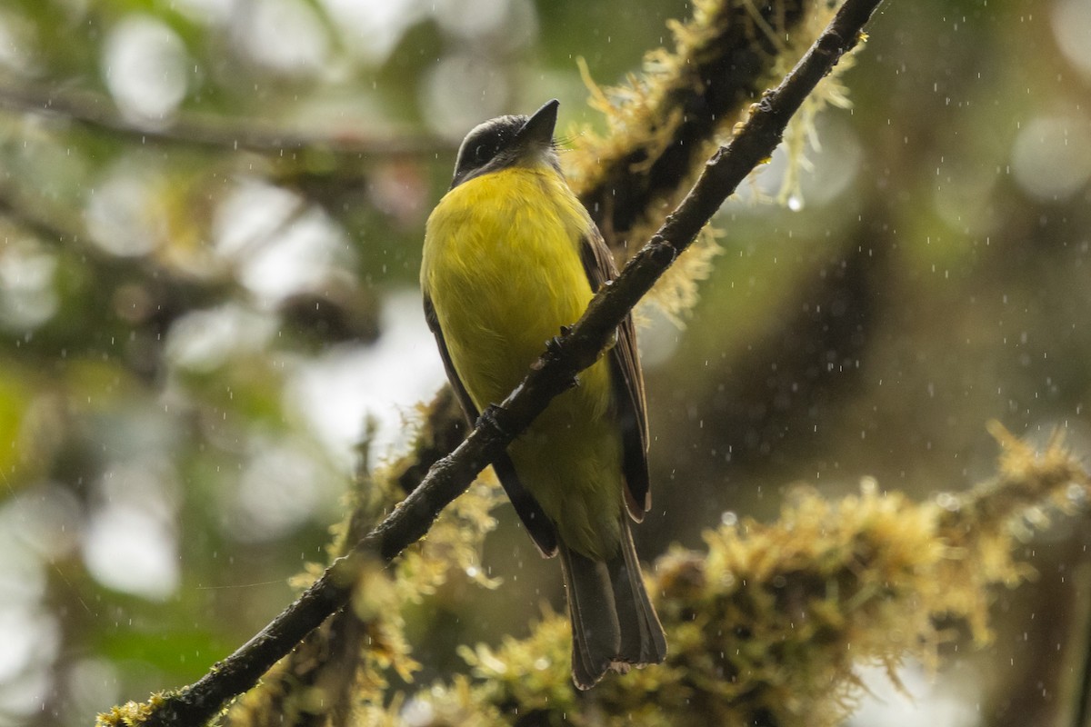 Golden-bellied Flycatcher - ML645508604