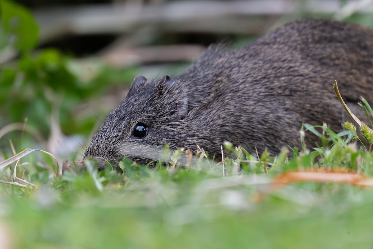 Lowland Yellow-toothed Cavy - ML645508608