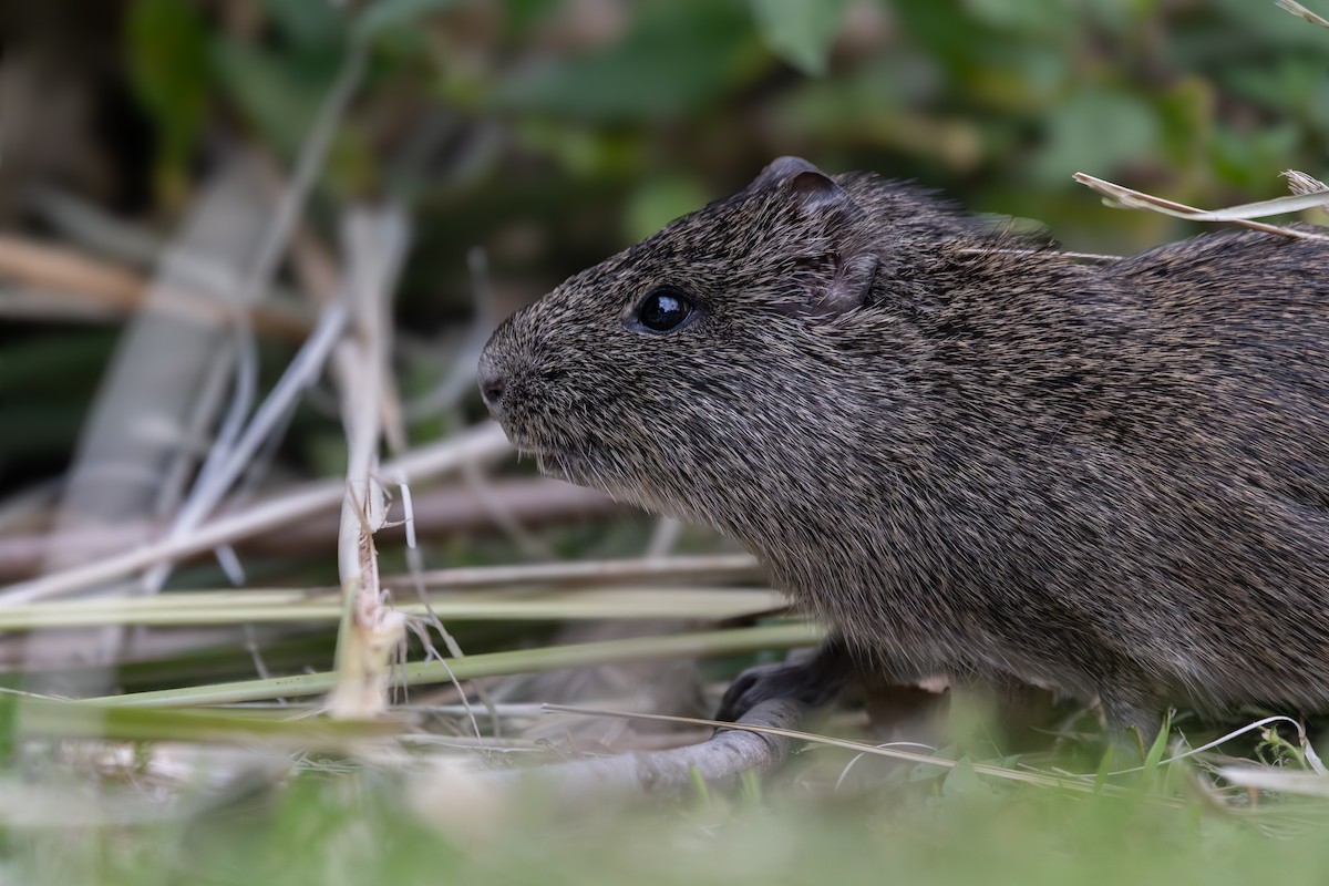 Lowland Yellow-toothed Cavy - ML645508615