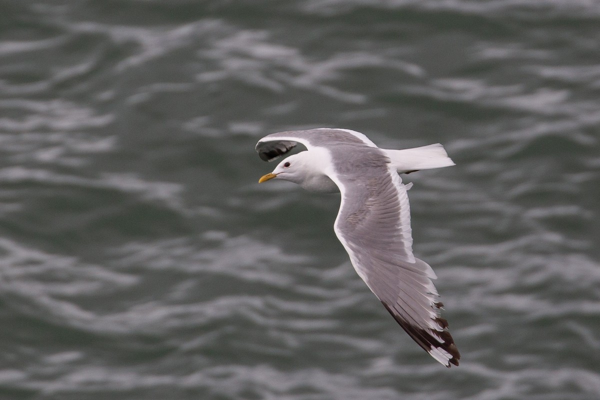 Short-billed Gull - ML645508630