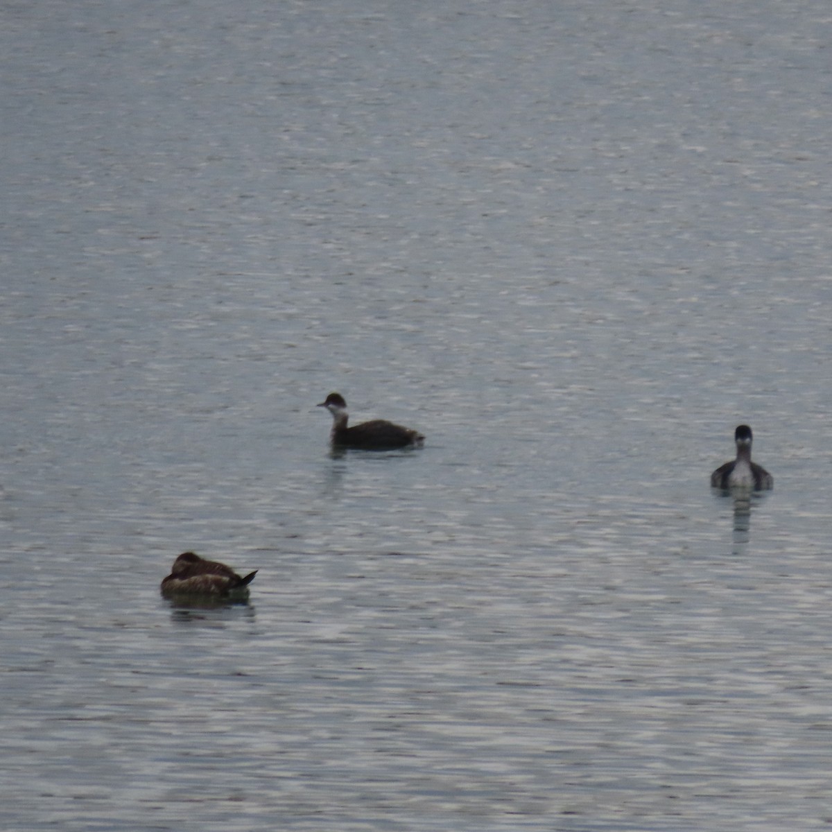 Eared Grebe - ML645508637
