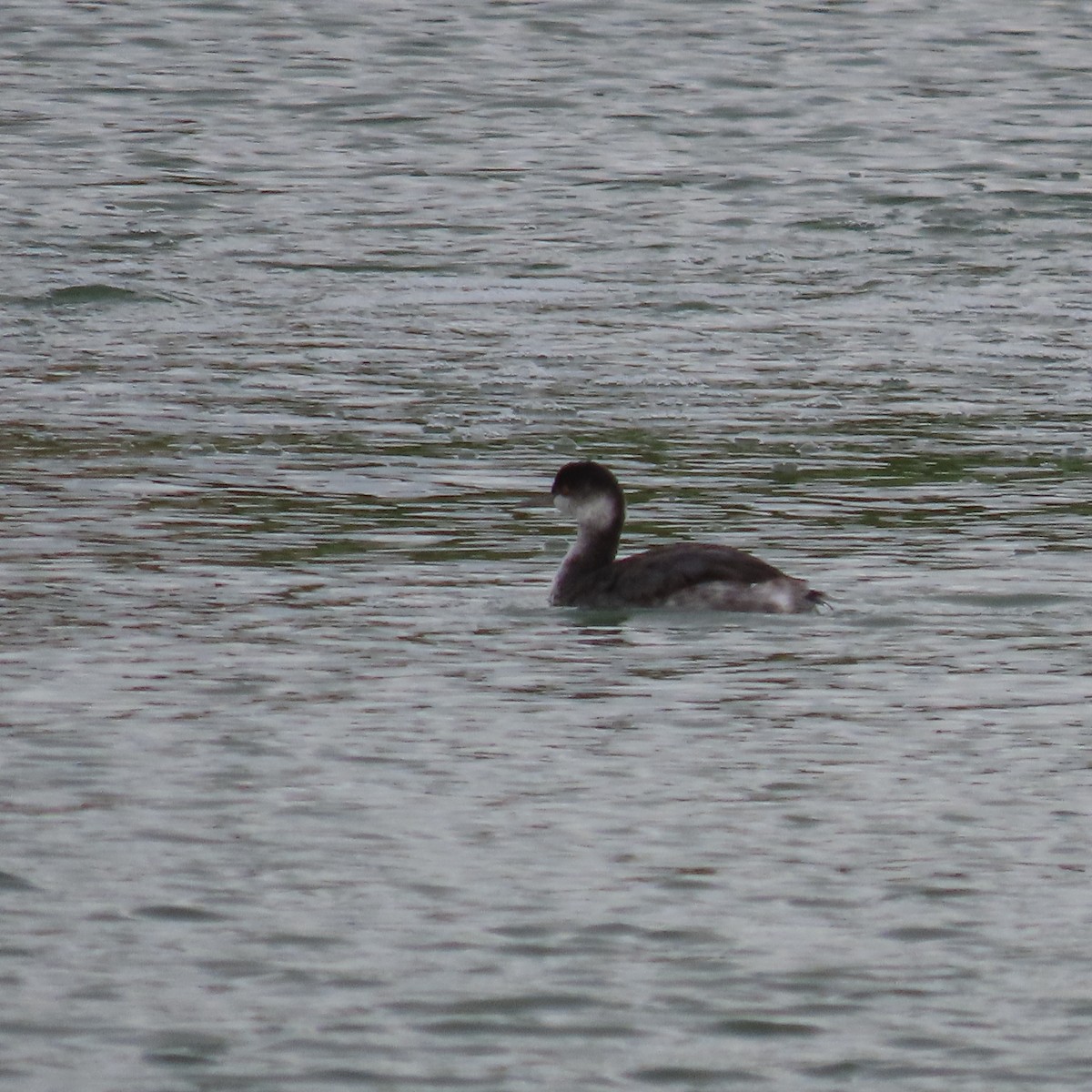 Eared Grebe - ML645508638