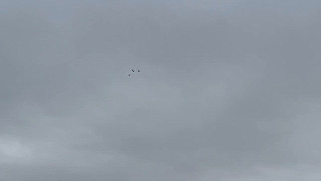 Kanada Turnası - ML645508645