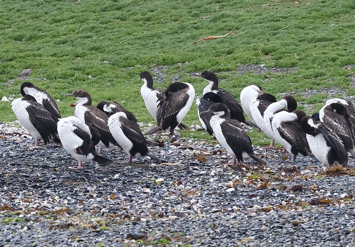 Imperial Cormorant (Imperial) - ML645508653