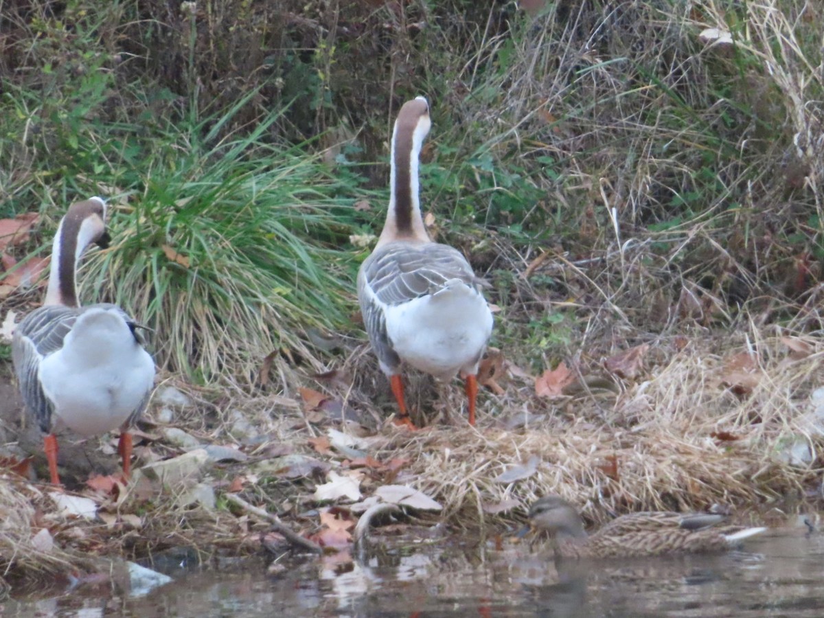 husa labutí (domestikovaná) - ML645508656