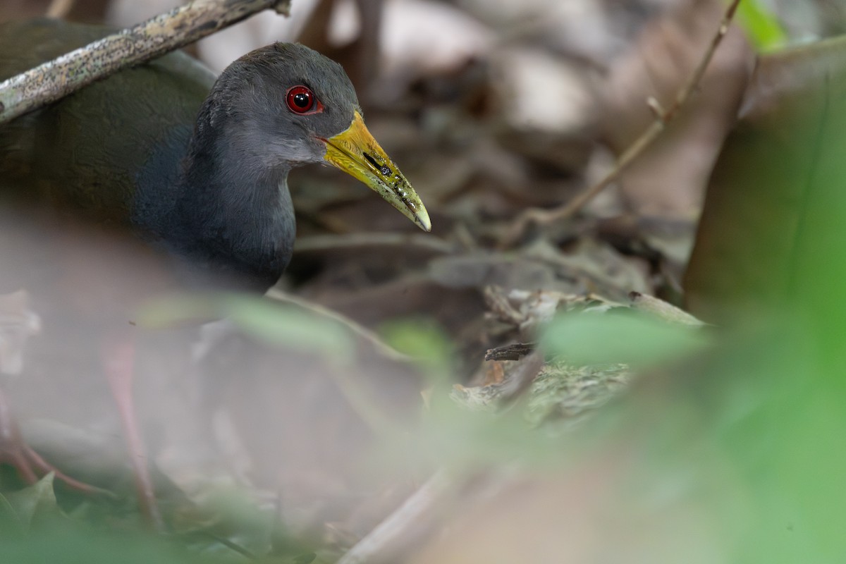 chřástal šedokrký - ML645508668