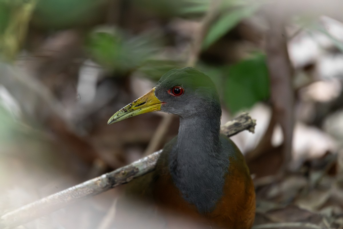 chřástal šedokrký - ML645508679