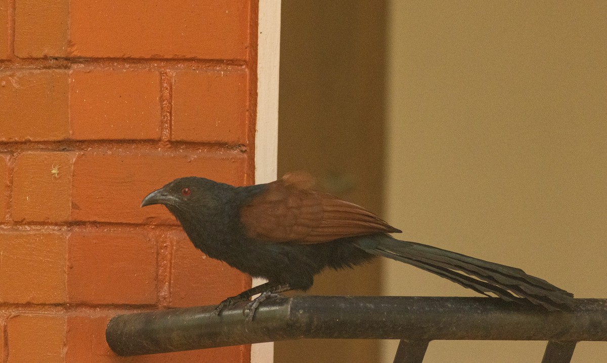 Greater Coucal - ML645508680