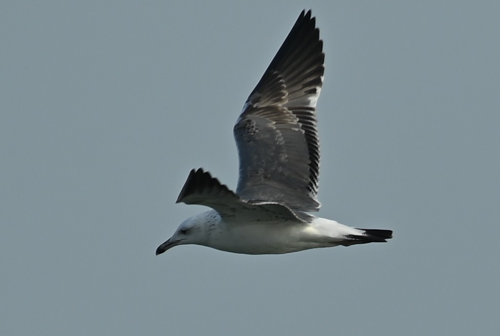 Lesser Black-backed Gull (Heuglin's) - ML645508692