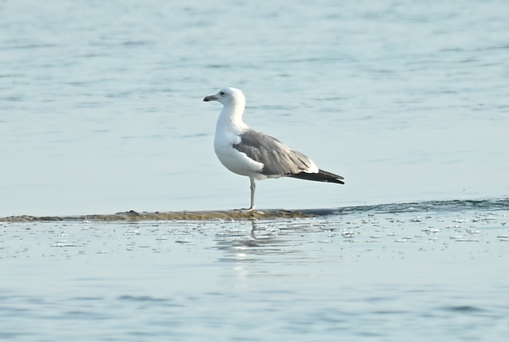 Lesser Black-backed Gull (Heuglin's) - ML645508693