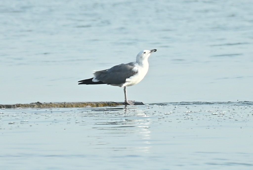 Lesser Black-backed Gull (Heuglin's) - ML645508694