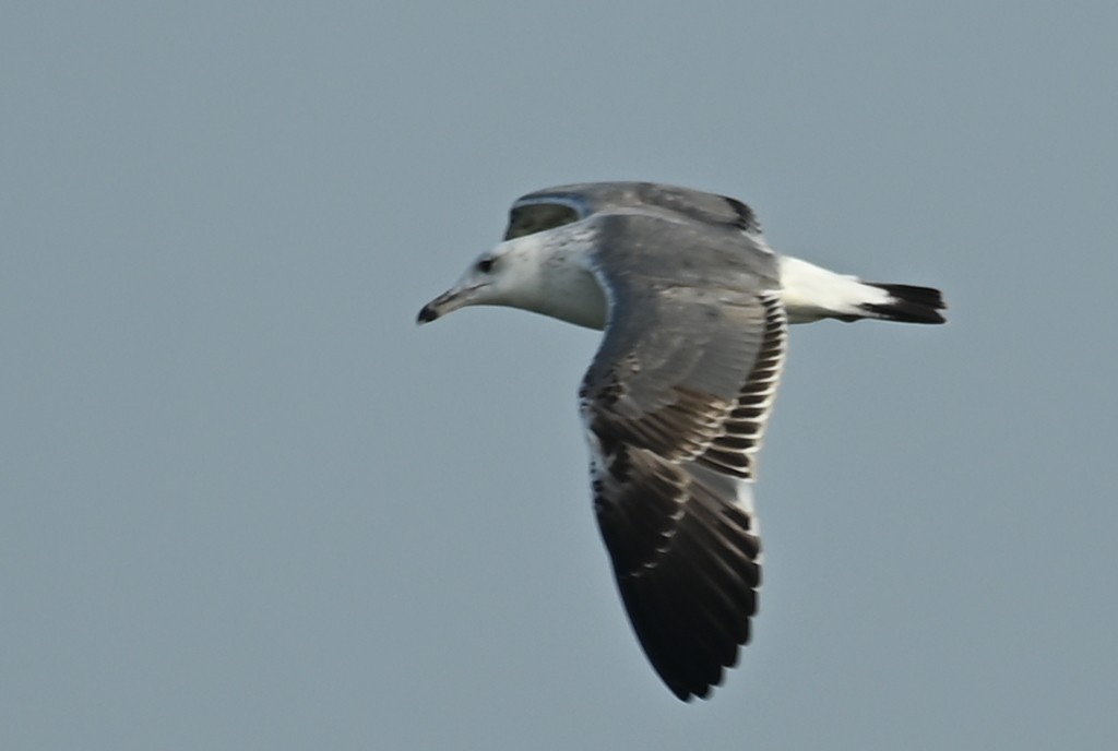 Lesser Black-backed Gull (Heuglin's) - ML645508695