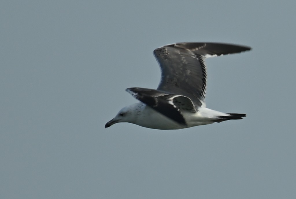 Lesser Black-backed Gull (Heuglin's) - ML645508696