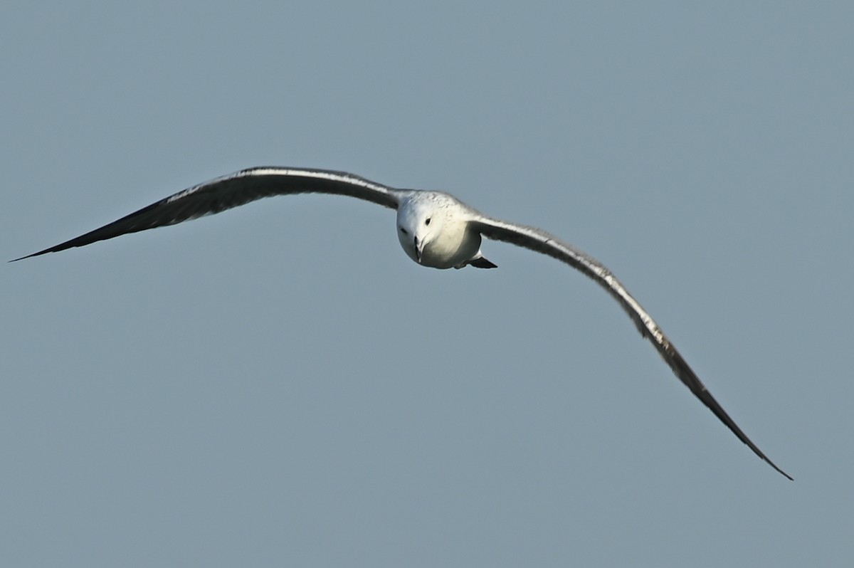 Lesser Black-backed Gull (Heuglin's) - ML645508697