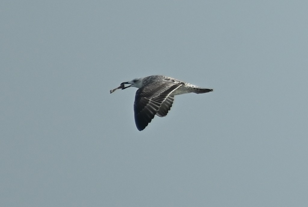 Lesser Black-backed Gull (Heuglin's) - ML645508699