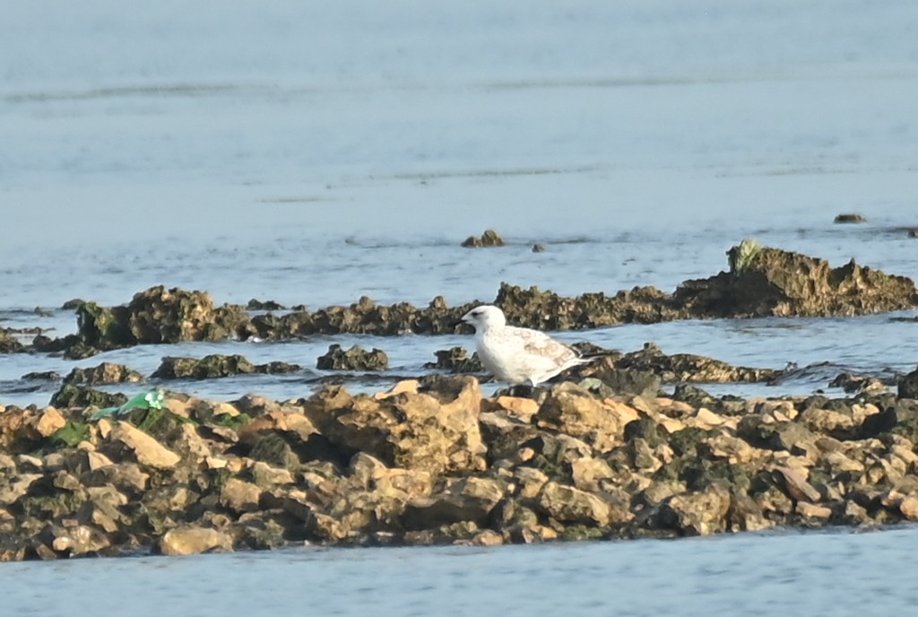 Lesser Black-backed Gull (Heuglin's) - ML645508700