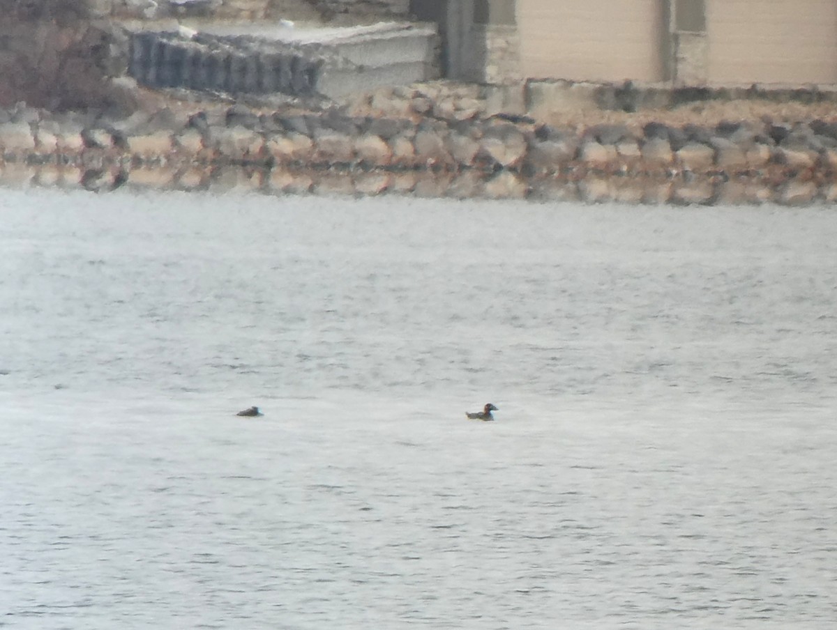 scoter sp. - ML645508703